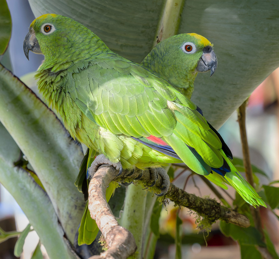 image Yellow-crowned Parrot